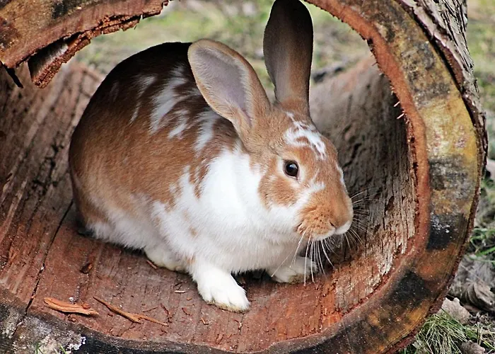 Hallstatt Dachstein Gosau